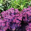 Sedum Oriental Dancer